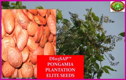 DI03 Common Pongamia Pinnata Seeds, Purity : 99%