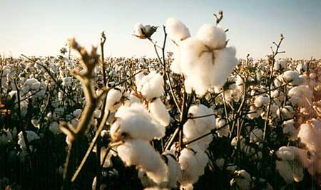 Raw Cotton