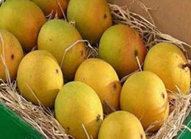 Fresh Alphonso Mango