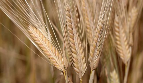 Organic Indian Barley, Packaging Type : Gunny Bag, Jute Bag, PP Bag