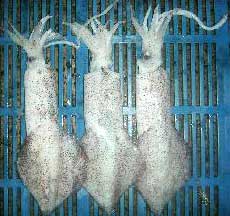 Frozen Squid FS-01