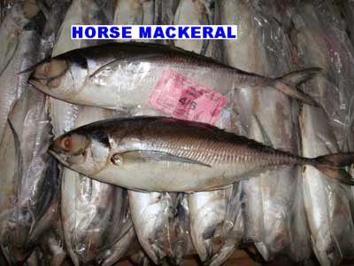 Horse Mackerel HM-01