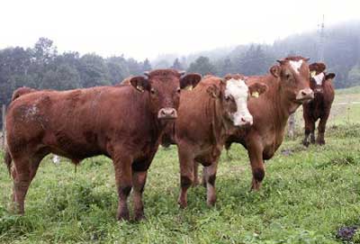 Cattle Care Products