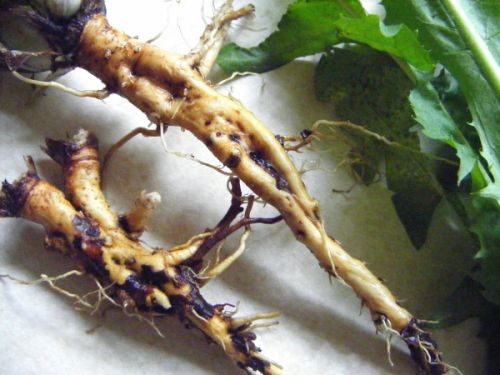 Organic Dandelion Roots, For Beauty, Food Additives, Medicinal, Style : Dried