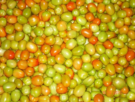 Fresh tomato, Cultivation Type : Natural