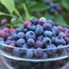 Blueberry Anthocyanin