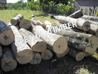 Gmelina Log