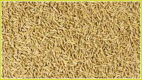 Cumin