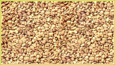 Fenugreek
