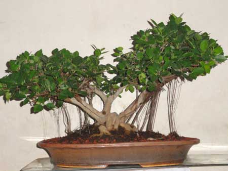 Bonsai Plant