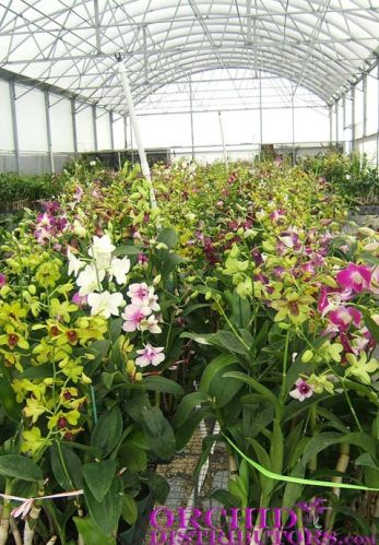 Maruti Nursery Orchid Plant, For Decoration, Occasion : Birthday, Party, Wedding