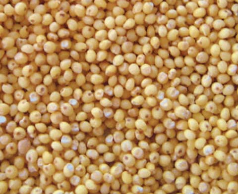 Organic Sorghum Seeds, For Cooking, Style : Dried