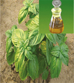 Basil Oil, Size : 25-200 kg