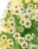 Chamomile Essential Oil