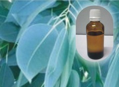 Eucalyptus oil, Extraction Methods : Steam Destilation