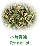 Fennel Oil