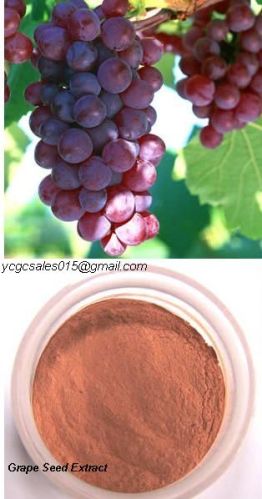 Grape Seed Extract