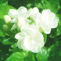Jasmine Essential Oil