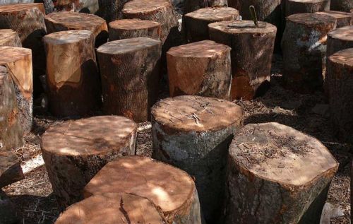 Neem Wood Logs