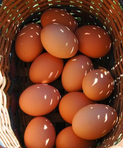 Brown Chicken Eggs