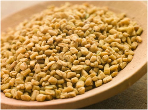 Fenugreek Seeds, Packaging Type : Jute Bags, Plastic Packets