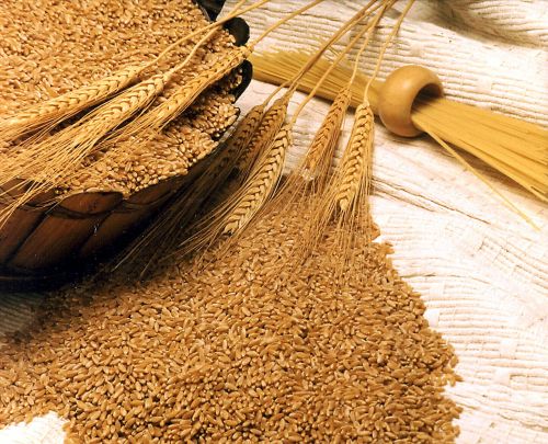 Organic Wheat Seeds, For Beverage, Flour, Food, Style : Natural