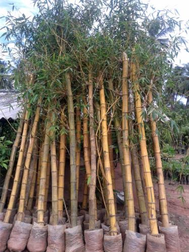 Bamboo Plants