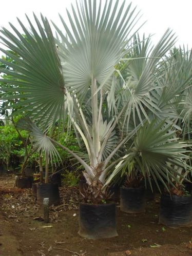 Bismarckia Palm Plants