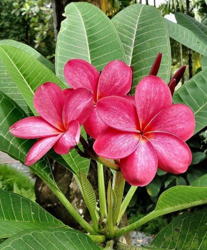 Plumeria Rubra Plant, For Agriculture