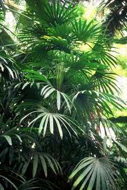 Raphis Palm Plant, For Agriculture