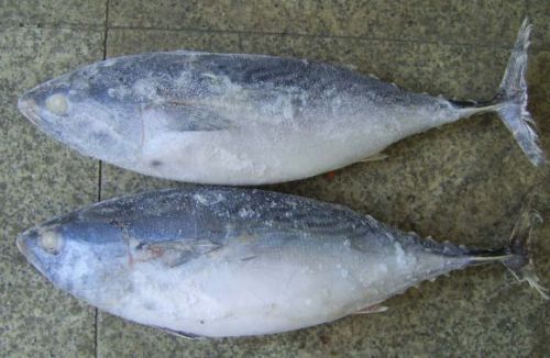 Frozen Tuna