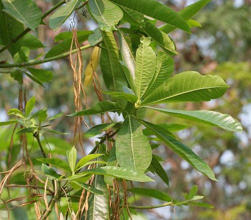 Organic Alstonia Plant, Packaging Type : Plastic Bag