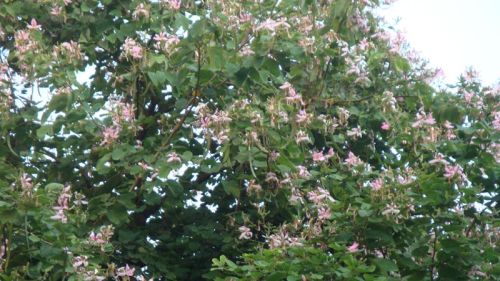 Bauhinia Variegata Plant, For Agriculture