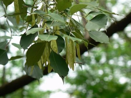 Dalbergia Sissoo Plant, For Agriculture