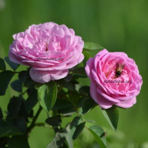 Organic Rose Plant, Feature : Eco Friendly, Provide Fresh Air