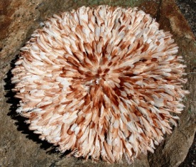 Bamileke Juju Hats In Various Colours, Shape : Round