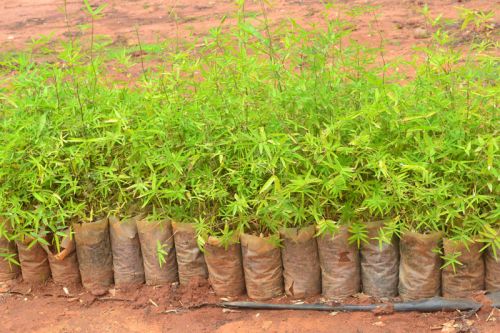 Bamboo Seedlings