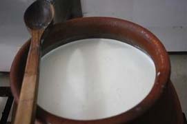Pure Desi Cow Milk, For Coffee, Cream, Making Tea, Sweet, Certification : HACCP