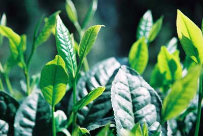 Tea leaves