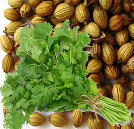 Coriander