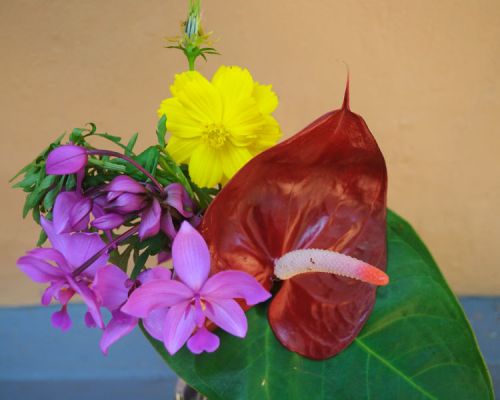 Fresh flowers, Usage : Decoration, Gifting, Events