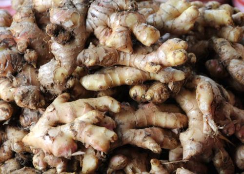 Organic Fresh Ginger, For Cooking, Cosmetic Products, Packaging Type : Gunny Bags, Jute Bags, Loose