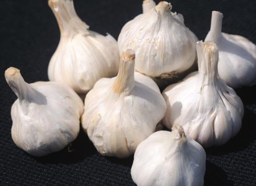 Fresh White Garlic