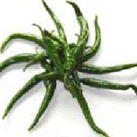 Green chilli, Storage : Refrigerate In Airtight Container