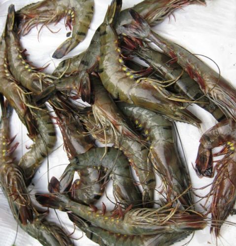 Prawn Fish, Color : Brown