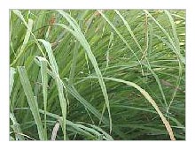 Lemongrass Oil