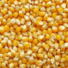 Yellow Maize