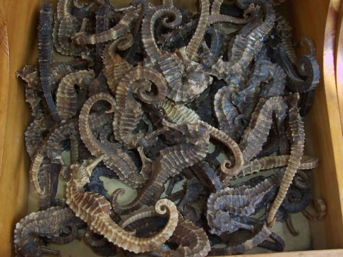 Dried Sea Horse