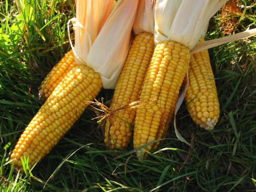 Yellow maize, Processing Type : Fine Processed