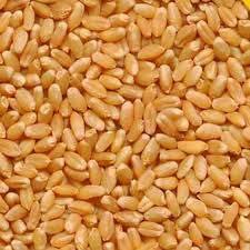 Wheat seeds, Purity : 100%